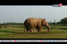 লোকালয়ে দাঁতাল ! দেখতে ভিড় জমালেন স্থানীয়রা লোকালয়ে দাঁতাল ! দেখতে ভিড় জমালেন স্থানীয়রা