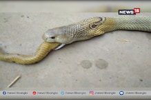 সাপের খাদ্য যখন সাপ,তারপর যা হল, দেখে নিন ভাইরাল ভিডিও সাপের খাদ্য যখন সাপ,তারপর যা হল, দেখে নিন ভাইরাল ভিডিও