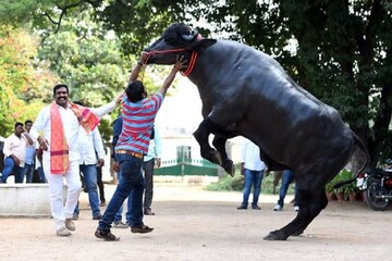 ২৫ কোটি টাকার এই ষাঁড়ই হায়দরাবাদের সদর উৎসবের আকর্ষণ, কিন্তু কেন ? ২৫ কোটি টাকার এই ষাঁড়ই হায়দরাবাদের সদর উৎসবের আকর্ষণ, কিন্তু কেন ?