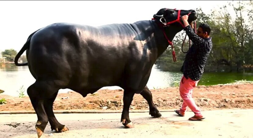 ২.হ্যাঁ সম্ভব ৷ সেই ষাঁড়ের দাম শুনলে চোখ কপালে উঠবে আপনারও ৷ শোনা যাচ্ছে ওই ষাঁড়টির দাম নাকি ২৫ কোটি টাকা ৷ আর সেটাই নাকি সবার বিশেষ আকর্ষণ ৷ কিন্তু কেন এই ষাঁড়টি এত স্পেশ্যাল ? 