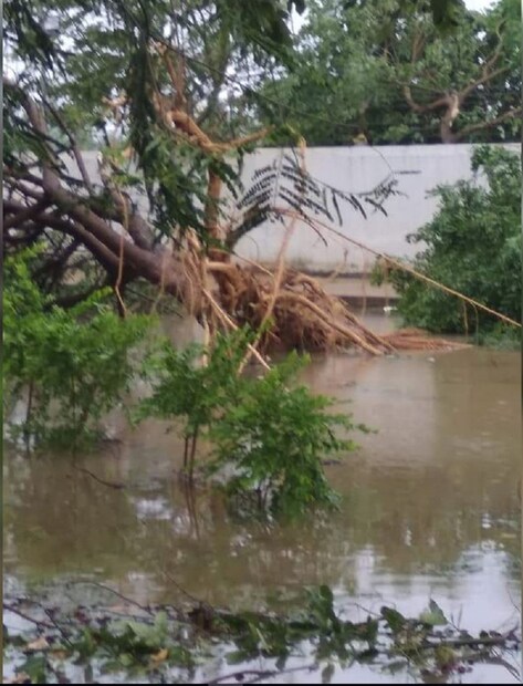 আবহাওয়া দফতর জানিয়েছে তামিলনাড়ু উপকূলে এখনও সক্রিয় রয়েছে ঘূর্ণিঝড় । এর ফলে শিভাগঙ্গা ও কোদাইকানালে ভারি বৃষ্টিপাতও হয়েছে। (ছবি: News18 Tamil)