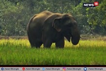 হাতির আতঙ্কে কাঁটা জঙ্গলমহল, রাতের ঘুম উড়েছে গ্রামবাসীদের হাতির আতঙ্কে কাঁটা জঙ্গলমহল, রাতের ঘুম উড়েছে গ্রামবাসীদের