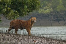 সুন্দরবনে কি বাঘের সংখ্যা বাড়ল ? কী বলছে বনদফতর, দেখে নিন সুন্দরবনে কি বাঘের সংখ্যা বাড়ল ? কী বলছে বনদফতর, দেখে নিন