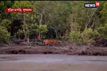 এ জিনিস দেখেননি! সুন্দরবনে হঠাত্ গর্জে উঠল বাঘ, তারপর... এ জিনিস দেখেননি! সুন্দরবনে হঠাত্ গর্জে উঠল বাঘ, তারপর...