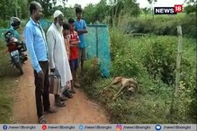 আঁচড়ে কামড়ে ৪৩ জনকে জখম করল এক কুকুর, পিটিয়ে মারল জনতা আঁচড়ে কামড়ে ৪৩ জনকে জখম করল এক কুকুর, পিটিয়ে মারল জনতা