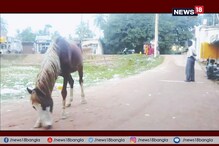 খোঁজ নেই মালিকের, করুণ অবস্থা দেখে ঘোড়াকে নিজের বাড়িতেই রাখলেন ডায়মন্ড হারবারের দাস পরিবার খোঁজ নেই মালিকের, করুণ অবস্থা দেখে ঘোড়াকে নিজের বাড়িতেই রাখলেন ডায়মন্ড হারবারের দাস পরিবার
