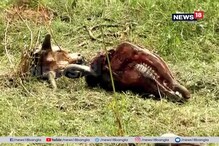 মৃত পশুর মাংস হোটেলে পাচারের অভিযোগ, দেগঙ্গা থেকে গ্রেফতার এক কর্মী মৃত পশুর মাংস হোটেলে পাচারের অভিযোগ, দেগঙ্গা থেকে গ্রেফতার এক কর্মী
