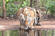 ১৪ জন গিয়েছে পেটে, দেখামাত্র মানুষখেকো বাঘিনীকে গুলি করে মারল সরকার ১৪ জন গিয়েছে পেটে, দেখামাত্র মানুষখেকো বাঘিনীকে গুলি করে মারল সরকার