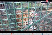 ফাঁদ পেতে বাঘ ধরলেন বনকর্মীরা ! ভিডিওটি মিস করবেন না ফাঁদ পেতে বাঘ ধরলেন বনকর্মীরা ! ভিডিওটি মিস করবেন না