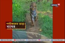 জঙ্গলের রাজাকে দেখতে গিয়ে বিপাকে পর্যটকের দল, জিপের পিছনে তাড়া করল রয়্যাল বেঙ্গল, তারপর... জঙ্গলের রাজাকে দেখতে গিয়ে বিপাকে পর্যটকের দল, জিপের পিছনে তাড়া করল রয়্যাল বেঙ্গল, তারপর...