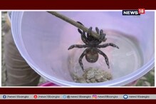 ফিরে এল ট্যারান্টুলা ! এবার হানা চাকদহে ফিরে এল ট্যারান্টুলা ! এবার হানা চাকদহে