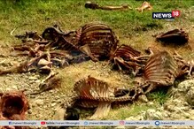 ভাগাড় কান্ডের পর এবার মরা পশুর কারবারের চাঁই, অভিযুক্ত যুবক ভাগাড় কান্ডের পর এবার মরা পশুর কারবারের চাঁই, অভিযুক্ত যুবক