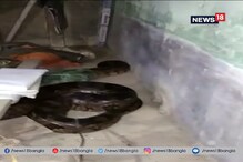 নামখানায় ১০ ফুটের ময়াল সাপ উদ্ধার, দেখুন ভিডিও নামখানায় ১০ ফুটের ময়াল সাপ উদ্ধার, দেখুন ভিডিও