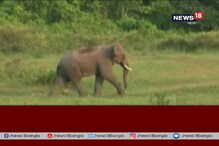 বিয়ের অনুষ্ঠানে দাঁতালের তাণ্ডবে মৃত্যু মহিলার,জখম আরও ৪ বিয়ের অনুষ্ঠানে দাঁতালের তাণ্ডবে মৃত্যু মহিলার,জখম আরও ৪