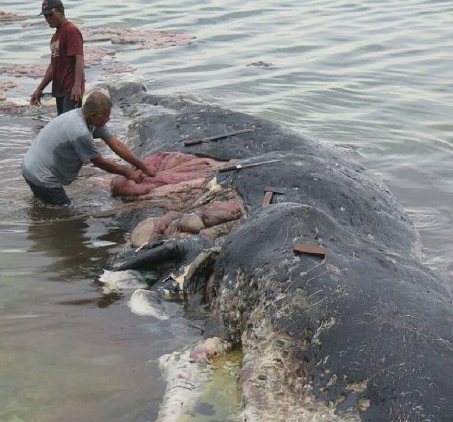 প্রতি নিয়ত জলাশয়ে প্লাস্টিক ভাসানো হচ্ছে ৷ যা ভীষণভাবেই বিপজ্জনক, দাবি পরিবেশবিদের ৷ এরফলেই ভয়ানক ক্ষতি হচ্ছে জলজ প্রাণী ও উদ্ভিদের ৷ এর ছাপ পড়ছে মানুষ্য জীবনেও ৷ মৃত তিমির পেট থেকে উদ্ধার হওয়া প্লাস্টিক তাই ভয়ঙ্কর বার্তা বহন করছে বলেই বলছেন তাঁরা ৷ Photo Courtesy: Twitter প্রতি নিয়ত জলাশয়ে প্লাস্টিক ভাসানো হচ্ছে ৷ যা ভীষণভাবেই বিপজ্জনক, দাবি পরিবেশবিদের ৷ এরফলেই ভয়ানক ক্ষতি হচ্ছে জলজ প্রাণী ও উদ্ভিদের ৷ এর ছাপ পড়ছে মানুষ্য জীবনেও ৷ মৃত তিমির পেট থেকে উদ্ধার হওয়া প্লাস্টিক তাই ভয়ঙ্কর বার্তা বহন করছে বলেই বলছেন তাঁরা ৷ Photo Courtesy: Twitter