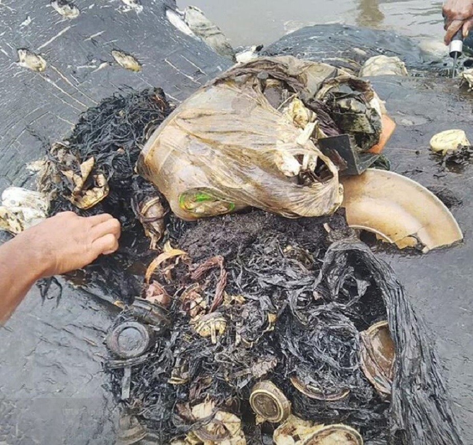 ৩১ ফুটের এই তিমিটির খোঁজ মেলে কাপোটা দ্বীপের ওয়াকাটোবি ন্যাশনাল পার্কের কাছে ৷ এভাবে তিমির মৃত্যুতে ক্ষোভ বেড়েছে পরিবেশবিদের মধ্যে ৷ Photo Courtesy: Twitter ৩১ ফুটের এই তিমিটির খোঁজ মেলে কাপোটা দ্বীপের ওয়াকাটোবি ন্যাশনাল পার্কের কাছে ৷ এভাবে তিমির মৃত্যুতে ক্ষোভ বেড়েছে পরিবেশবিদের মধ্যে ৷ Photo Courtesy: Twitter
