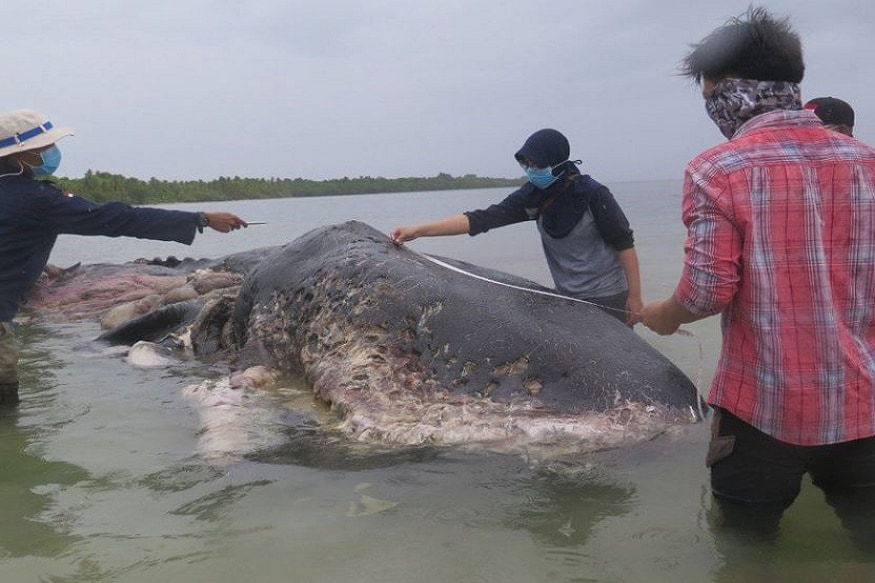 যদিও প্লাস্টিক গিলেই মৃত্যু হয়েছে কিনা সে বিষয়ে নিশ্চিত করা হয়নি, তবে যেভাবে প্ল্যাস্টিকের দাপটে বিপদে বাড়ছে বিশ্বজুড়ে তা নিয়ে জোর চর্চা শুরু হয়েছে ৷ Photo Courtesy: Twitter যদিও প্লাস্টিক গিলেই মৃত্যু হয়েছে কিনা সে বিষয়ে নিশ্চিত করা হয়নি, তবে যেভাবে প্ল্যাস্টিকের দাপটে বিপদে বাড়ছে বিশ্বজুড়ে তা নিয়ে জোর চর্চা শুরু হয়েছে ৷ Photo Courtesy: Twitter