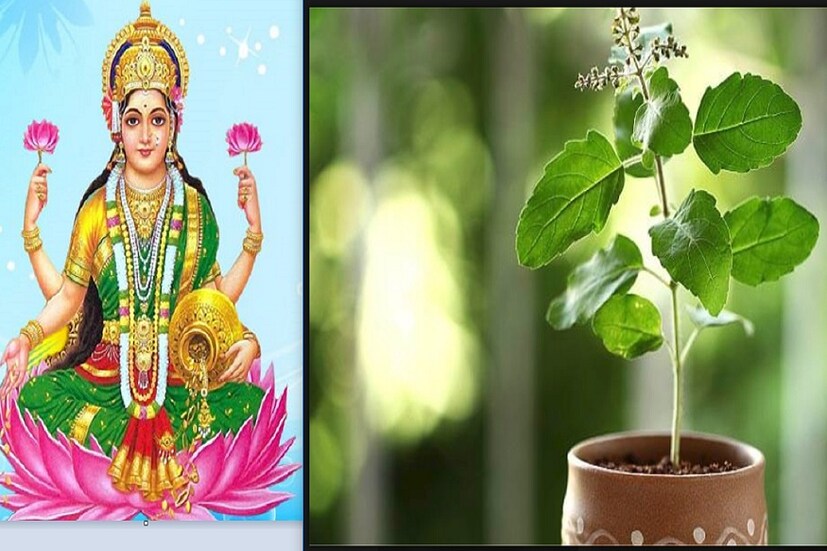•• হিন্দুশাস্ত্র মতে তুলসীপাতার গুরুত্ব অপরিসীম ৷ তুলসীপাতা আপনার ভাগ্যে আমূলভাবে বদলে দিতে পারে ৷ কী করবেন ভাগ্যের বদল ঘটাতে ৷