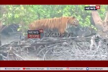 সুন্দরবনে ‘রয়্যাল’ দর্শন সুন্দরবনে ‘রয়্যাল’ দর্শন