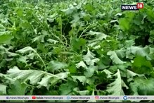 ফেতাই - প্রভাবে অকাল বৃষ্টি, মাথায় হাত চাষিদের ফেতাই - প্রভাবে অকাল বৃষ্টি, মাথায় হাত চাষিদের