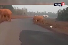 রাস্তা পার হচ্ছে ওরা, তাই সার বেধে দাঁড়িয়ে গাড়ি ! রাস্তা পার হচ্ছে ওরা, তাই সার বেধে দাঁড়িয়ে গাড়ি !