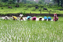 রাজ্যের নতুন প্রকল্প কৃষকবন্ধু, উপকৃত বাংলার ৭২ লক্ষ কৃষি নির্ভরশীল পরিবার, ঘোষণা নবান্নের রাজ্যের নতুন প্রকল্প কৃষকবন্ধু, উপকৃত বাংলার ৭২ লক্ষ কৃষি নির্ভরশীল পরিবার, ঘোষণা নবান্নের