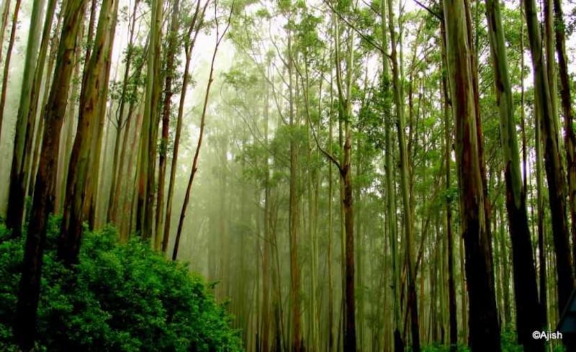 সম্প্রতি রাজারহাটে আরবান ফরেস্ট গড়ার উদ্যোগও নিয়েছে হিডকো৷ হিডকো-র এই উদ্যোগের স্লোগান হল ‘Heal the Earth, clean is our birthright’। 