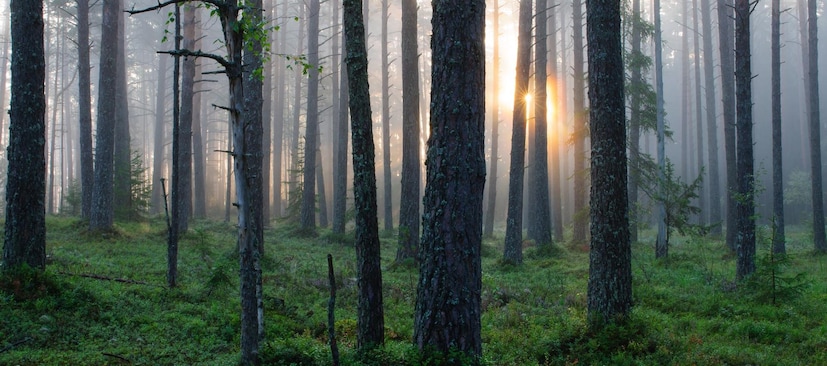 একই সঙ্গে রাজ্যের ল্যান্ড ব্যাঙ্ক থেকেও জমির খোঁজ শুরু করা হয়েছে৷ ভূমি বিভাগকে এ বিষয়ে তথ্য দিতে বলা হয়েছে৷ কলকাতার আবাসন ও বাড়িতে সবুজায়নের ভাবনা মেয়র ফিরহাদ হাকিমের৷ 