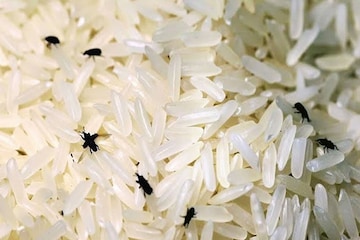 চালে পোকা লাগলে কী করা উচিত জানেন কি?