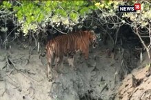 রয়্যাল বেঙ্গলের নাম নান্টু! সুন্দরবনে বাঘ দেখে উত্তেজিত পর্যটকরা রয়্যাল বেঙ্গলের নাম নান্টু! সুন্দরবনে বাঘ দেখে উত্তেজিত পর্যটকরা
