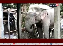 খাবারের খোঁজে লোকালয়ে হাতির প্রবেশ খাবারের খোঁজে লোকালয়ে হাতির প্রবেশ