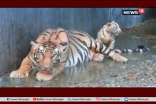 চোখের সামনে বাঘ দেখতে চান, এই শীতে ঠিকানা হোক বেঙ্গল সাফারি পার্ক চোখের সামনে বাঘ দেখতে চান, এই শীতে ঠিকানা হোক বেঙ্গল সাফারি পার্ক