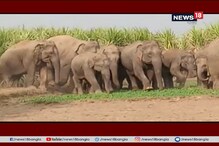 হাতির পালের হানা, ২২টি হাতি দাপিয়ে বেড়াচ্ছে লোকালয়ে হাতির পালের হানা, ২২টি হাতি দাপিয়ে বেড়াচ্ছে লোকালয়ে