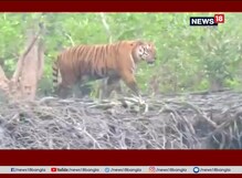 বাংলার ঐতিহ্য সুন্দরবনের রয়্যাল বেঙ্গল টাইগার বাংলার ঐতিহ্য সুন্দরবনের রয়্যাল বেঙ্গল টাইগার