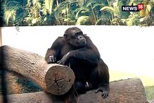 উপচে পড়ছে ভিড়, শীত পড়তেই জমজমাট আলিপুর চিড়িয়াখানা উপচে পড়ছে ভিড়, শীত পড়তেই জমজমাট আলিপুর চিড়িয়াখানা