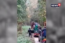 ফের মত্ত হাতির সামনে পর্যটকরা ফের মত্ত হাতির সামনে পর্যটকরা