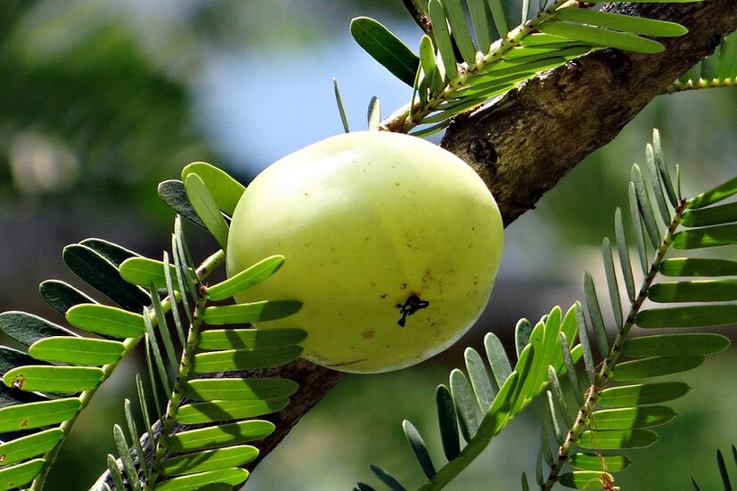 আমলকীর মধ্যে থাকে ভিটামিন সি৷ আমলকী চুলের জন্য ভাল বলে আমলকীর রস, আমলকী গুঁড়ো বা আমলকী ফোটানো জল মাথায় দেন অনেকেই৷ কিন্তু তার থেকেও বেশি উপকার পাবেন রোজ একটা করে আমলকী খেলে৷
