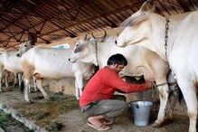 বিক্রি হচ্ছে না দুধ,উল্টে গরুর খাবার কিনতে সঞ্চয় শেষ, সমস্যায় গোয়ালারা বিক্রি হচ্ছে না দুধ,উল্টে গরুর খাবার কিনতে সঞ্চয় শেষ, সমস্যায় গোয়ালারা