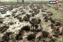 চন্দ্রকোণা টাউন এলাকায় হাতির পালের তাণ্ডব, নষ্ট কয়েকশো বিঘা জমির ফসল চন্দ্রকোণা টাউন এলাকায় হাতির পালের তাণ্ডব, নষ্ট কয়েকশো বিঘা জমির ফসল