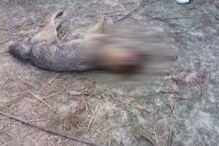 হঠাৎই প্রৌঢ়ের গালে কামড়, প্রাণ বাঁচাতে শিয়াল নিধন গ্রামবাসীদের হঠাৎই প্রৌঢ়ের গালে কামড়, প্রাণ বাঁচাতে শিয়াল নিধন গ্রামবাসীদের