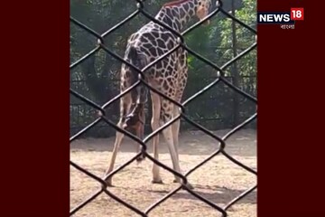 আলিপুর চিড়িয়াখানায় সন্তান প্রসব করল মা জিরাফ, সংখ্যা বেড়ে দাঁড়াল ১১