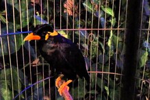 বিপুল পরিমাণ পাখি উদ্ধার দাঁতনে বিপুল পরিমাণ পাখি উদ্ধার দাঁতনে