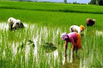 জমি নেই ! শেষ দুশ্চিন্তার, কৃষিক্ষেত্রে বড় আর্থিক প্যাকেজ লাভের সম্ভাবনা জমি নেই ! শেষ দুশ্চিন্তার, কৃষিক্ষেত্রে বড় আর্থিক প্যাকেজ লাভের সম্ভাবনা