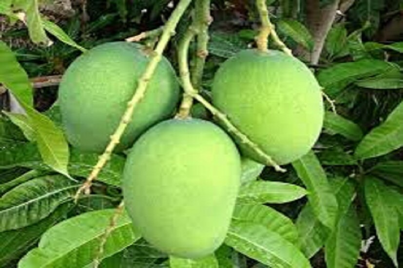 কাঁচা আম জলে ধুয়ে ছোট ছোট টুকরো করে নুন, হলুদ মাখিয়ে বেশ কয়েকদিন রান্না রোদে শুকতে হবে ৷ প্রতীকী ছবি ৷