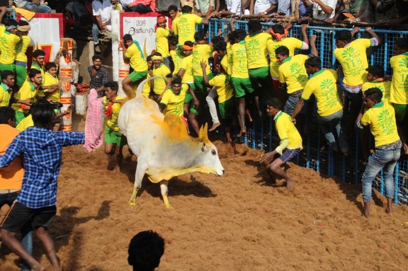 শয়ে শয়ে মানুষ যোগ দিলেন ঐতিহ্যবাহী এই খেলায়।(Image: Stalin, News18 Tamil Nadu ) 