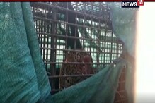 আলিপুরদুয়ারে ফাঁদ পেতে চিতাবাঘ ধরলেন বনকর্মীরা আলিপুরদুয়ারে ফাঁদ পেতে চিতাবাঘ ধরলেন বনকর্মীরা