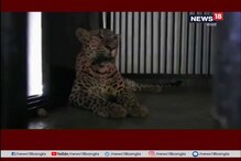 মগডালে বসে চিতাবাঘ ! শিলিগুড়ির বেঙ্গল সাফারি পার্কে এমনই দৃশ্যের সাক্ষী হতে পারেন আপনিও মগডালে বসে চিতাবাঘ ! শিলিগুড়ির বেঙ্গল সাফারি পার্কে এমনই দৃশ্যের সাক্ষী হতে পারেন আপনিও