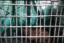 বনদপ্তরের পাতা খাঁচায় আটক লেপার্ড বনদপ্তরের পাতা খাঁচায় আটক লেপার্ড