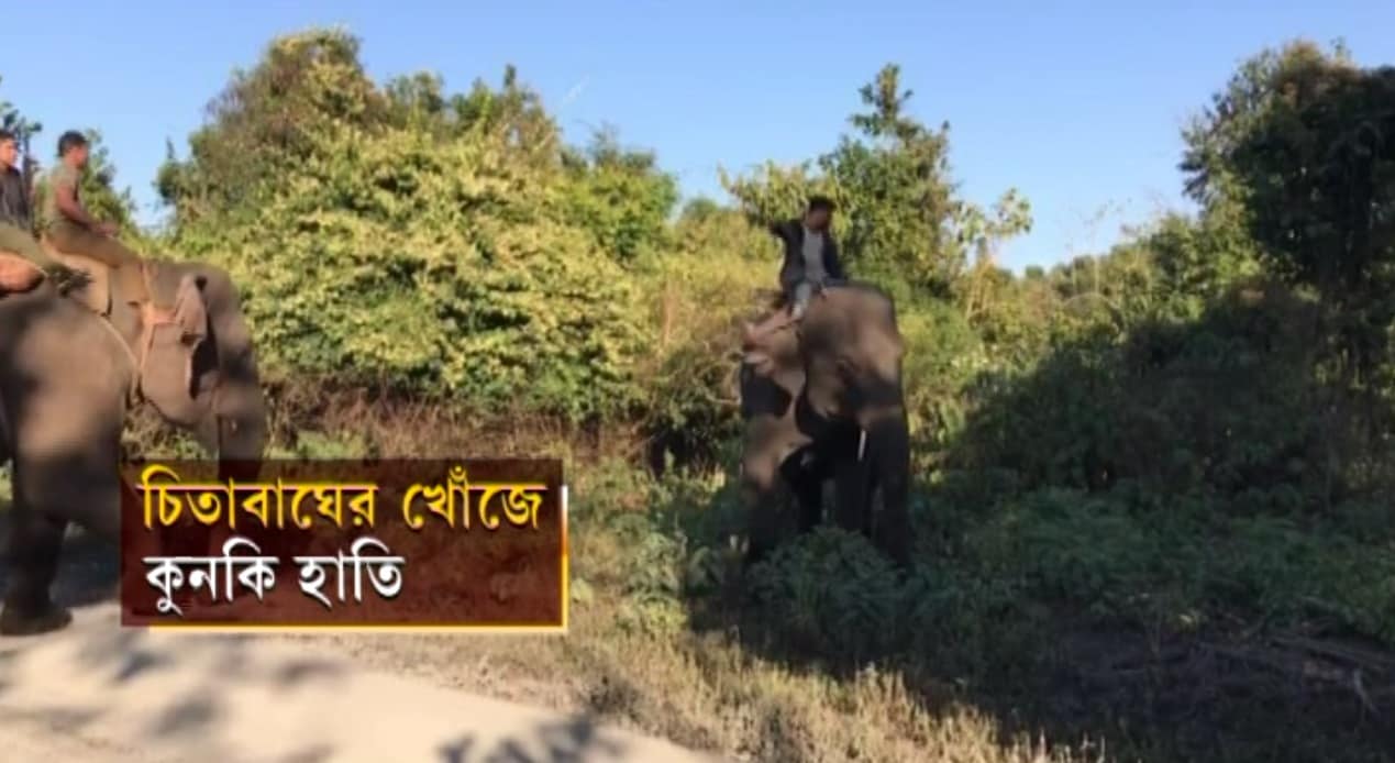 • চিতাবাঘ ধরতে সঙ্গে সঙ্গে শুরু হয় তল্লাশি অভিযান ৷ কুনকি হাতির কয়েকটি দলকে নামানো হয় সচিন নামের ওই চিতাটিকে খুঁজতে ৷ গতকাল সারাদিনই পর্যটক ঢোকায় নিষেধাজ্ঞা জারি ছিল পার্কে ৷ নিজস্ব চিত্র ৷ • চিতাবাঘ ধরতে সঙ্গে সঙ্গে শুরু হয় তল্লাশি অভিযান ৷ কুনকি হাতির কয়েকটি দলকে নামানো হয় সচিন নামের ওই চিতাটিকে খুঁজতে ৷ গতকাল সারাদিনই পর্যটক ঢোকায় নিষেধাজ্ঞা জারি ছিল পার্কে ৷ নিজস্ব চিত্র ৷