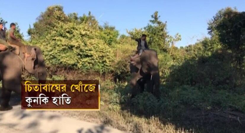 • চিতাবাঘ ধরতে সঙ্গে সঙ্গে শুরু হয় তল্লাশি অভিযান ৷ কুনকি হাতির কয়েকটি দলকে নামানো হয় সচিন নামের ওই চিতাটিকে খুঁজতে ৷ গতকাল সারাদিনই পর্যটক ঢোকায় নিষেধাজ্ঞা জারি ছিল পার্কে ৷ নিজস্ব চিত্র ৷